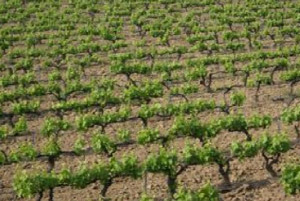 Viñedos